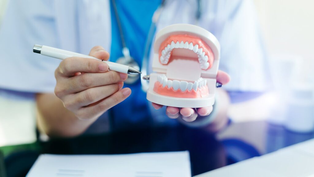 dentist displaying model teeth